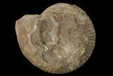 Toarcian Ammonite (Hammatoceras) Fossil - France #152757-1